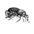 Granary weevil bug close up . Hand drawn vector illustration. Black & white.