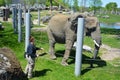 Elephant keeper with his animal for the take medical care and cleanning this big animal