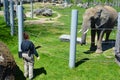 Elephant keeper with his animal for the take medical care and cleanning this big animal