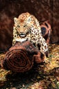 The jaguar at the super powers of animals