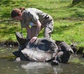 Keeper help to roll over an up side down Aldabra giant tortoise