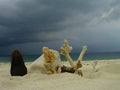granchio tra coralli e sassi con temporale tropicale in arrivo Royalty Free Stock Photo