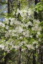 Grancy Graybeard Growing In Spring Royalty Free Stock Photo