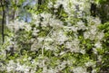 Grancy Graybeard Growing In Spring Royalty Free Stock Photo