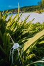 Grand Anse beach at La Digue island in Seychelles. Green foliage with flower with defocused background