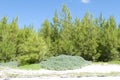 Grand Bahama Island Beach Trees