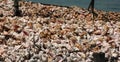 Conch Shells piled on the beach Royalty Free Stock Photo