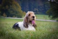 Grand basset griffon vendeen dog lie on the grass in the park with trees