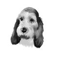 Grand Basset Griffon Vendeen or GBGV short legged hound type French dog breed digital art illustration isolated on white