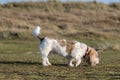 Grand Basset Griffon Vendeen hound dog picking up the scent