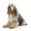 Grand Basset Griffon Venden breed dog isolated on a clean white background