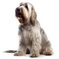 Grand Basset Griffon Venden breed dog isolated on a clean white background