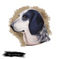 Grand Bleu de Gascogne dog digital art illustration isolated on white background. French origin scenthound dog. Cute pet hand Royalty Free Stock Photo