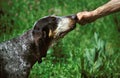 GRAND BLEU DE GASCOGNE DOG, PHOTO ILLUSTRATING PUNISHMENT Royalty Free Stock Photo