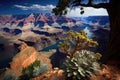 The Grand Canyon, Arizona, USA . Landscape: Capture the beauty of spring
