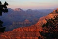 Grand Canyon Tree Framed Sunset