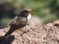 Grand Canyon bird