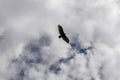 Grand Canyon - California Condor (Gymnogyps californianus) flying over South Rim of Grand Canyon National Park, Arizona, USA Royalty Free Stock Photo