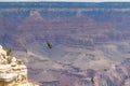 Grand Canyon - California Condor (Gymnogyps californianus) flying over South Rim of Grand Canyon National Park, Arizona, USA Royalty Free Stock Photo