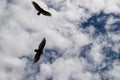 Grand Canyon - California Condor (Gymnogyps californianus) flying over South Rim of Grand Canyon National Park, Arizona, USA Royalty Free Stock Photo