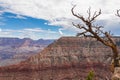 Grand Canyon - Close up focused view on dry tree branch with aerial overlook on rock formation O\'Neill Butte , Arizona, USA Royalty Free Stock Photo