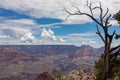 Grand Canyon - Close up focused view on dry tree branch with aerial overlook on rock formation O\'Neill Butte , Arizona, USA Royalty Free Stock Photo