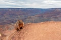 Grand Canyon - Close up view of wild cute squirrel standing on a rock formation along South Kaibab hiking trail, Arizona Royalty Free Stock Photo