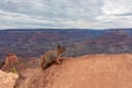 Grand Canyon - Close up view of wild cute squirrel standing on a rock formation along South Kaibab hiking trail, Arizona Royalty Free Stock Photo