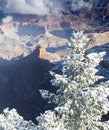 Grand Canyon Contrasts