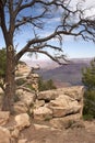 Grand Canyon Dead Tree Royalty Free Stock Photo