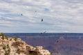 Grand Canyon - Flock of California Condors flying over South Rim of Grand Canyon National Park, Arizona, USA. Royalty Free Stock Photo