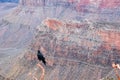 Grand Canyon - Focus view on crow sitting on tree branch with aerial overlook from South Kaibab hiking trail, Arizona, USA Royalty Free Stock Photo