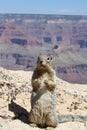 The Grand Canyon and The Humble Squirrel