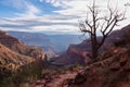 Grand Canyon - Lone gnarled tree with aerial view from Bright Angel hiking trail at South Rim of Grand Canyon