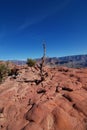 Grand Canyon Lone Tree Royalty Free Stock Photo