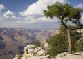 Grand Canyon, Lonely tree Royalty Free Stock Photo
