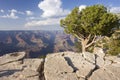 Grand Canyon with lonely tree and textured rock on the foreground Royalty Free Stock Photo