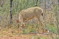 Grand Canyon Mule Deer in Arizona Royalty Free Stock Photo