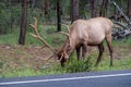 Grand Canyon - Mule deer (Odocoileus hemionus) in the woods of Grand Canyon National Park, Utah, USA, America. Royalty Free Stock Photo