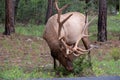 Grand Canyon - Mule deer (Odocoileus hemionus) in the woods of Grand Canyon National Park, Utah, USA, America. Royalty Free Stock Photo