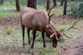 Grand Canyon - Mule deer (Odocoileus hemionus) in the woods of Grand Canyon National Park, Utah, USA, America. Royalty Free Stock Photo