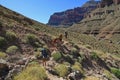 Backpackers on Grand Canyon National Park backcountry trail.