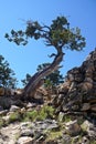 Grand Canyon National Park, Arizona: A twisted juniper tree Royalty Free Stock Photo