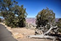 Dead Tree Trunk on the Ground Near the Edge of the Grand Canyon, Next to some Evergreen Trees Royalty Free Stock Photo
