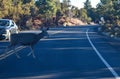 A deer crosses Desert View Drive in Grand Canyon National Park to get to the forest, stopping traffic in late afternoon