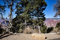 Evergreen Tree Forest Goes to the Edge of the South Rim of the Grand Canyon as Seen in Late Autumn Royalty Free Stock Photo