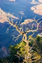 Grand Canyon National Park at sunset, Arizona, USA Royalty Free Stock Photo