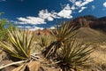 Grand Canyon natural flora - cactu