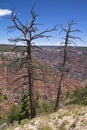 Grand Canyon North Rim Royalty Free Stock Photo