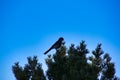 Grand Canyon scrub jay on a pine tree Royalty Free Stock Photo